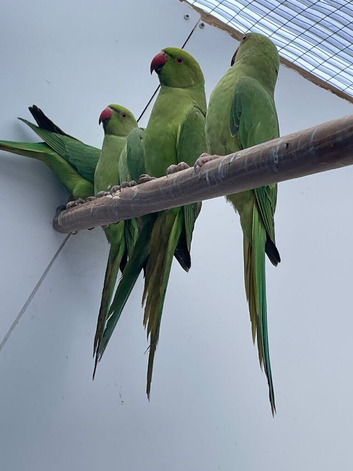 Ringnecks