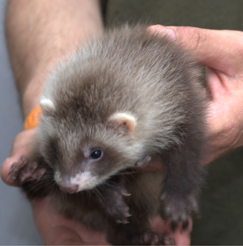 Gorgeous Ferret Kits Angora, semi and standard/long