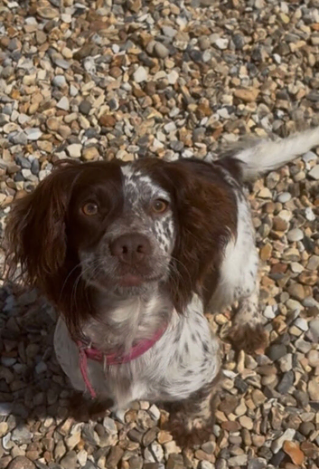 Cocker spaniel bitch