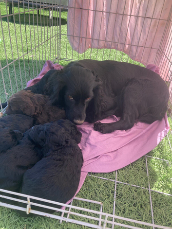 F1 Cockapoos