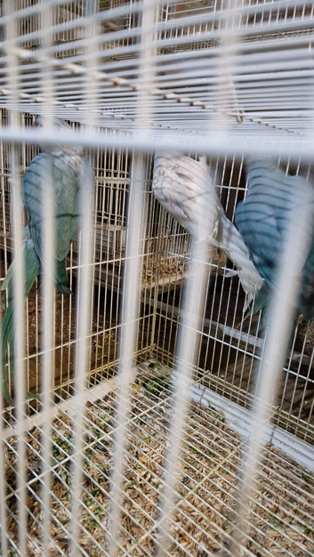Ringnecks Parrot for sale