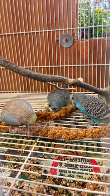 Beautiful baby budgies