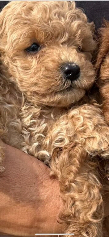 3 Beautiful Very Curly Cockapoos Left
