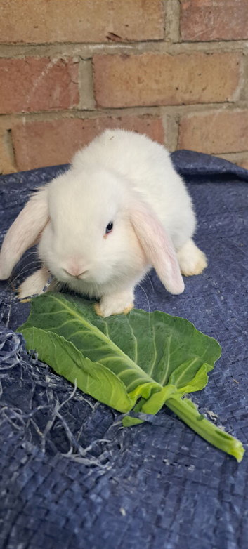 Baby mini lops