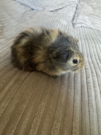 Baby guinea pigs