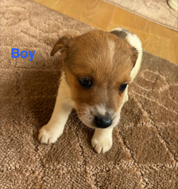 5 beautiful jack Russell puppies