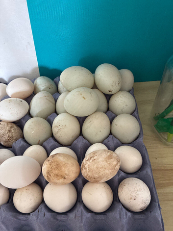 Indian runner duck hatching eggs