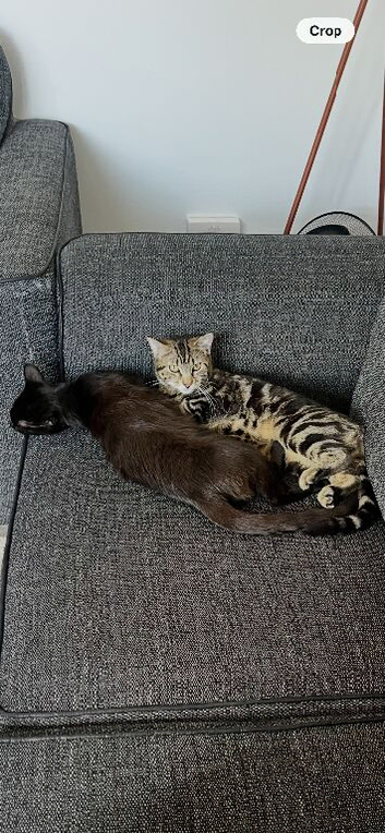 I have 2 male neutered cats