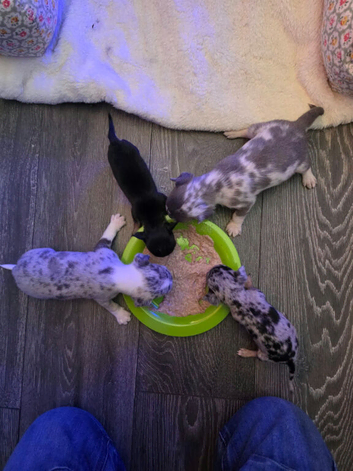 Beautiful Chihuahua puppies