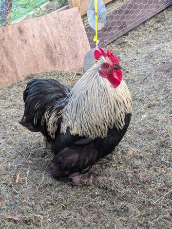 Friendly Bantam Rooster