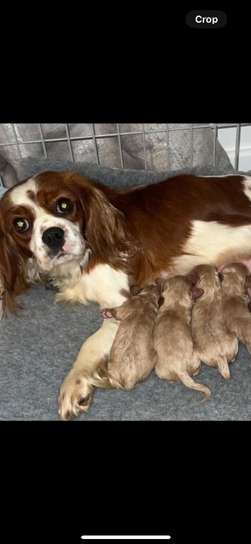 CAVAPOO puppies last boy available