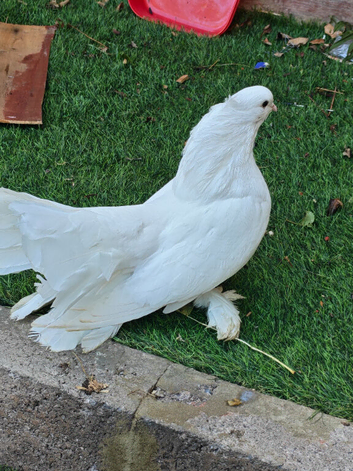 Indian fantail very nice white female