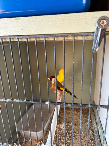 Goldfinch and canary