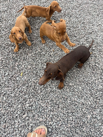 Too beautiful, Girl Red Miniature Dachshunds