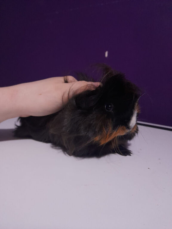 2 female guinea pigs and a cage &pound;70
