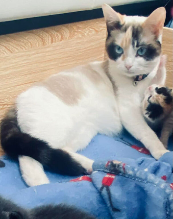 Stunning & Rare Calico Point British Shorthair Kittens