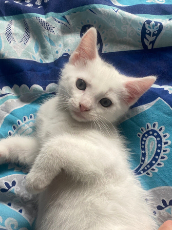 Last kitten of litter