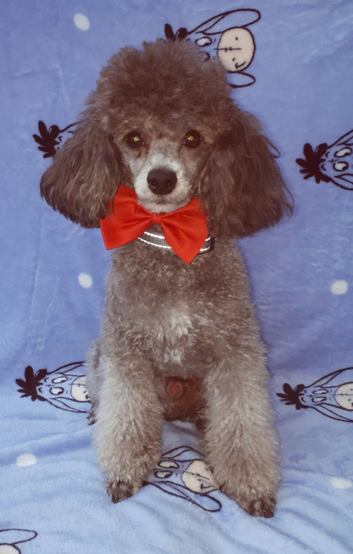 KC Reg Silver, Chocolate and Red Toy Poodle Studs, Proven