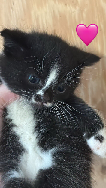 Kittens for sale