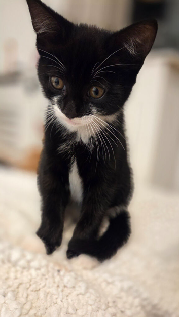 Tuxedo kitten