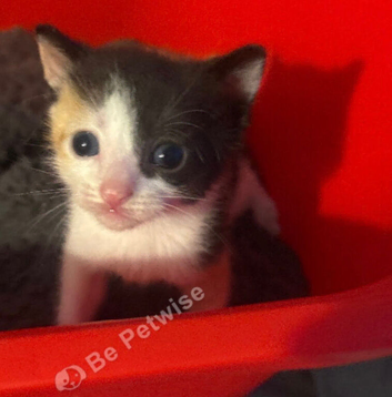 Two kittens ready leave in 2 weeks