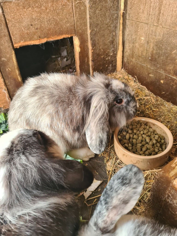 Lionhead x Lops still looking for forever homes