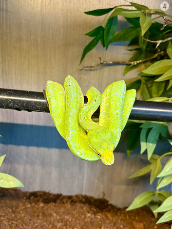 GTP + setup