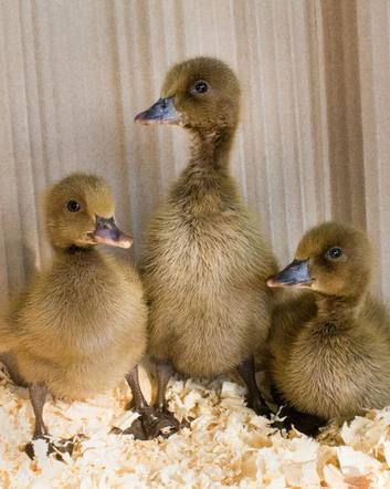 Khaki Campbell female Ducklings