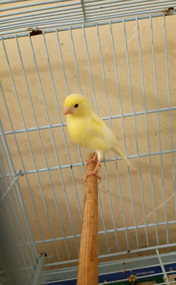 One canary hen for sale