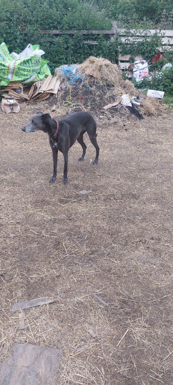 Whippet x lurcher