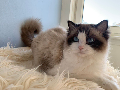 Beautiful Ragdoll Kittens for Sale