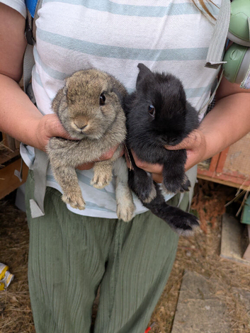 Bonded bunnies several pairs available