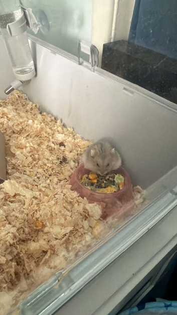 Hamster