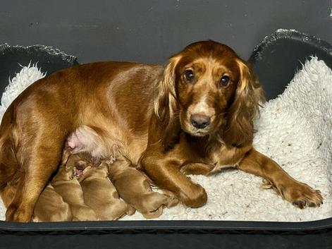 Golden Working Cocker Spaniel Puppies