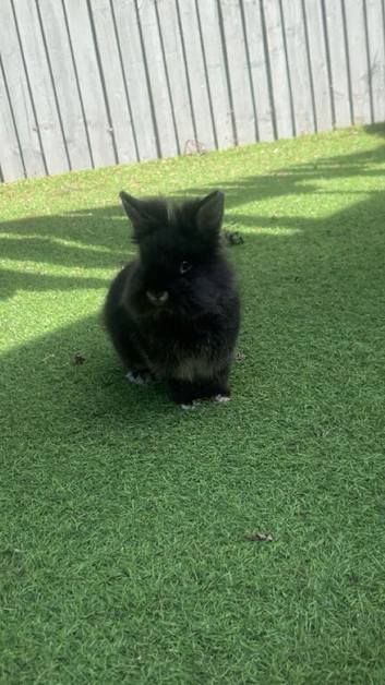 Beautiful lionhead