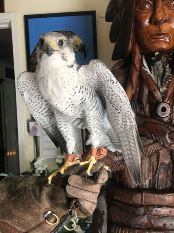 Male gyr saker falcon