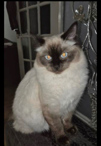 Ragdoll cross British shorthair