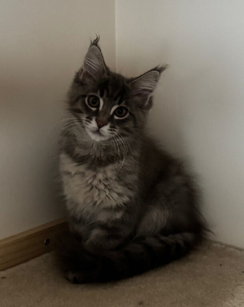 Maine Coon kittens