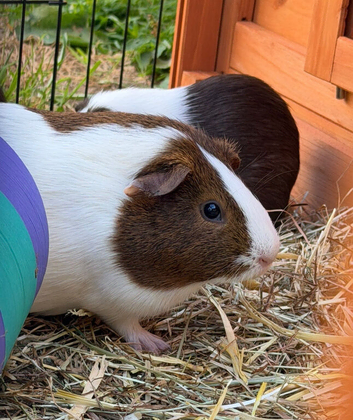 Guinea pig pairs