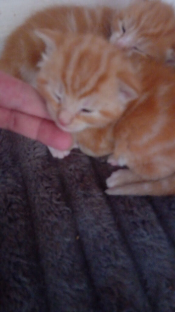 5 gorgeous  1/2 persian  kittens