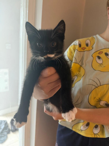 4 cute wee kittens for sale
