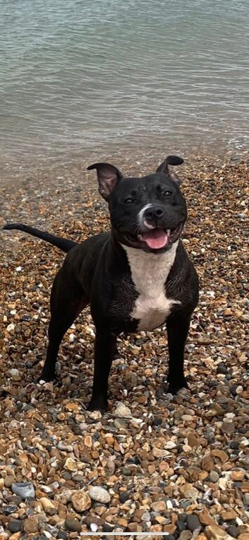 Bella black and white staff