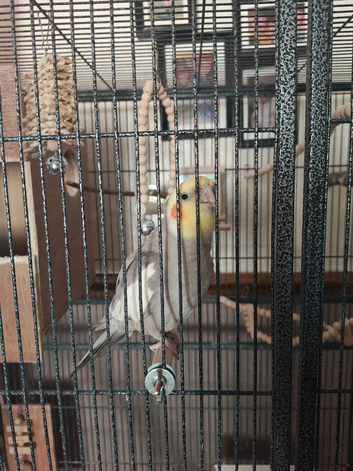 2 young grey cockatiel for sale.