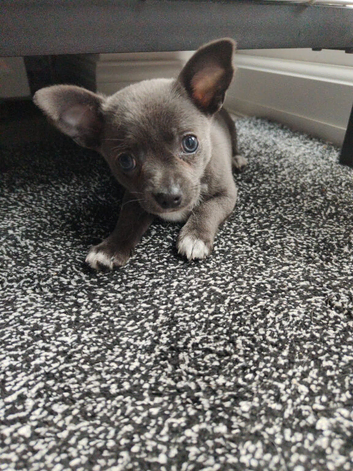 Blue/ lilac chihuahua puppies