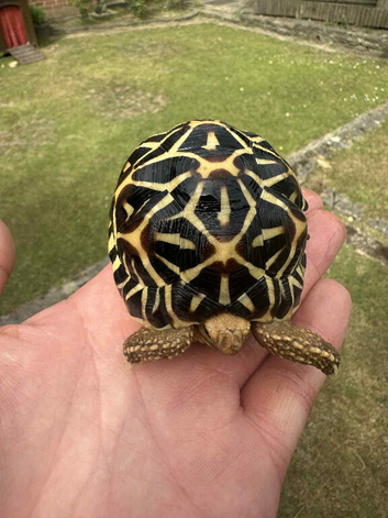 Indian Star Tortoises