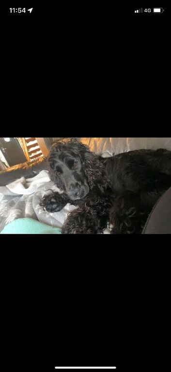 Cockapoo Puppies