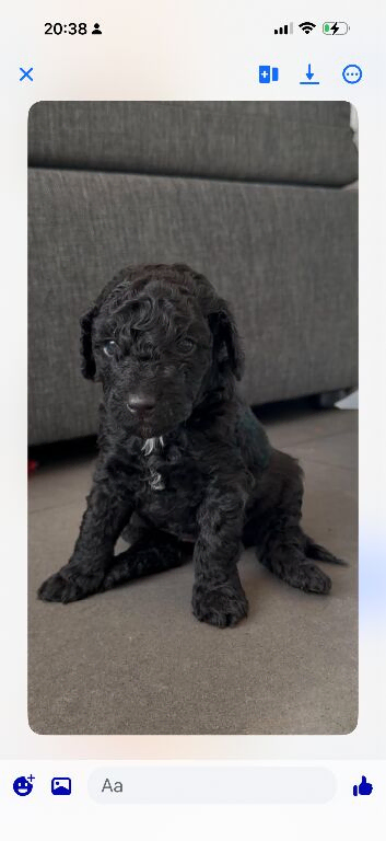 3 beautiful Miniature poodle x Cockapoo puppies