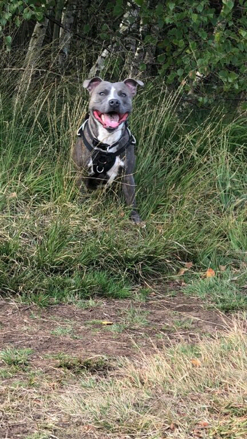 17 month old male blue brindle staffy