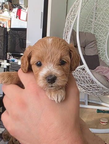Asian maltipoo small