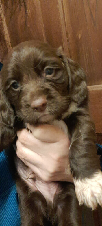 Beautiful Sprocker Puppies